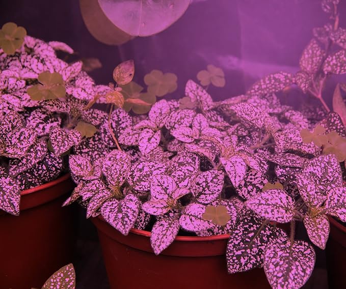 Miracle LED Plant Life Cycle 2-Socket Synchronized Grow Light Kit with 2 Blue Spectrum Ultra Grow Bulbs and 2 Red &amp Blue Spectrum Multi-Plant Bulbs and Sproutmatic All-Weather Timer Controls