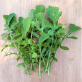 Plant Good Seed Esmee Arugula Bulk Seeds for Planting: Heirloom Vegetable Flower and Herb Farm Grown - 290000 Seed Packet (1 Pound)