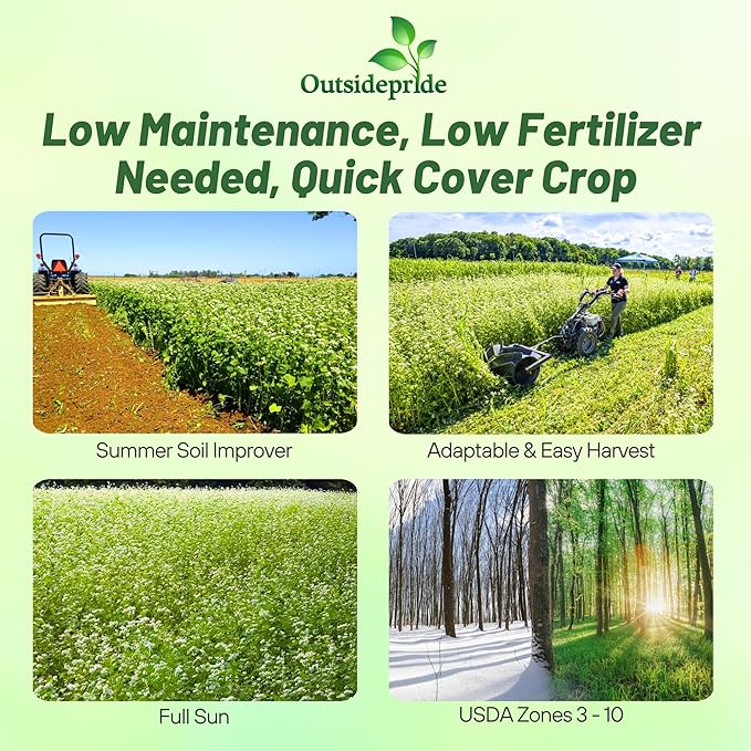 Outsidepride Buckwheat Seeds - 5lbs Annual Fast-Growing Easy to Grow Buckwheat Cover Crop Seeds for Green Manure Bee Pasture &amp Pollinators Wildlife Habitat Soil Improvement and Erosion Contr