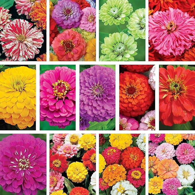 Ferry-Morse Zinnias Galore Seed Variety Pack - 13 Pack