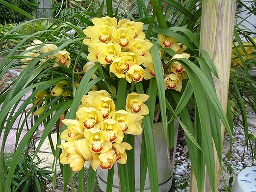 Nutricote. Timed Release Fertilizer. 18-6-8 180 Day. 10 Pounds. Orchids Plants