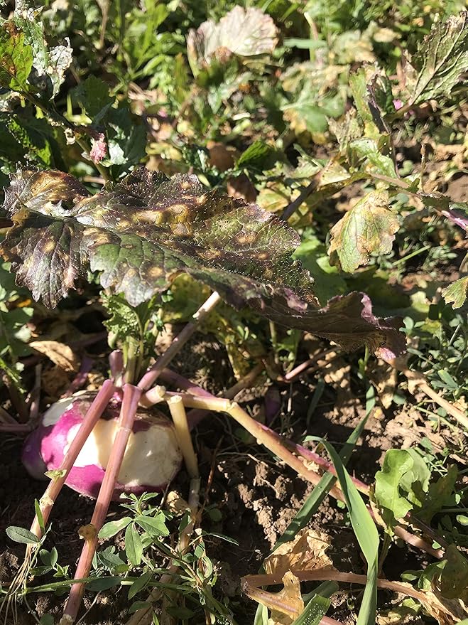 Hale Habitat &amp Seed Purple Top Turnip Food Plot Seed 5 lbs