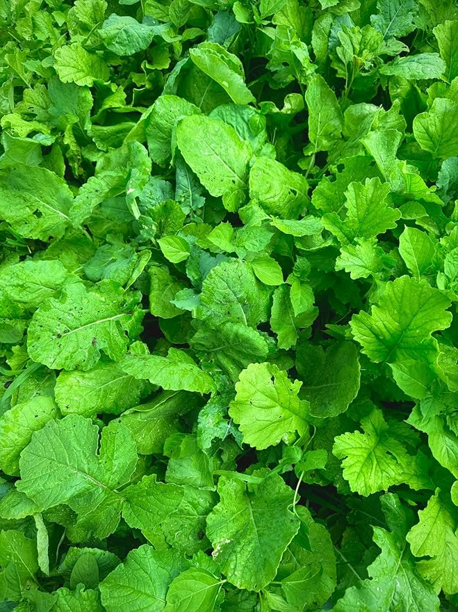 Kill Plot Food Seed Mix for Deer 1/3 Acres or 3 Acres Highly Attractive Mix of Brassicas Clovers and Chicory Made for Small Plots