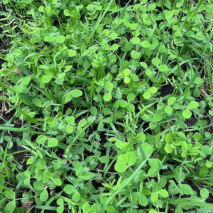 Peas Oats Vetch Garden Cover Crop Mix Seeds for Planting - 2.5 lb Jug - Improves Soil Health Weed Suppression Nitrogen Fixation Increases Biomass