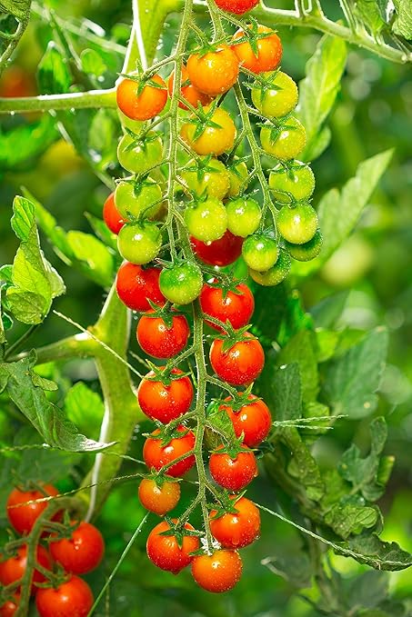 Hyr Brix Serious Fertilizer TF-5 Tomato Fertilizer 5-8-10 (5 LBS) - Maximize Production Prevent Disease All Purpose Fertilizer
