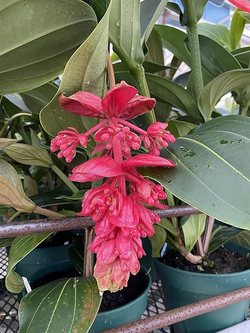 Peter's 10-30-20. 2 Pounds. Blossom Booster Water Soluble Fertilizer with Micro Nutrients.