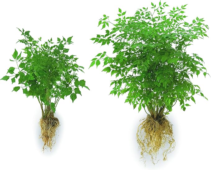 Soil Moist JCD-TP5 Transplant 5-Pound Pail