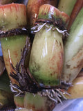 Perennial Sugarcane Root Stock Organic 4 Germinated Healthy Tropical Plants Green/Yellow