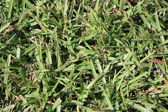 Centipede Grass Seed for a Dense Green Lawn NO Mulch 1 lb Coated Seeds Sun and Moderate Shade Tolerant Lawn Seeding and Turf Patch Repair Southern Southeast US Low Fertilizer Low Maintenance
