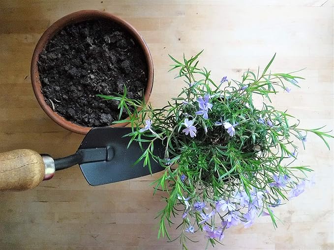 Gardener's Essential Tool Set Garden Tote Farmhouse Garden Tools Garden Bag Gift for Gardeners