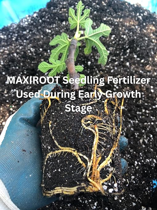 Organic Seedling Solution Liquid Fertilizer for Seedlings Cuttings &amp Clones – Natural Seaweed &amp Fish-Based Plant Food for Strong Root Growth. 32 oz