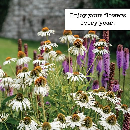 SUPERthrive Original Plant Vitamin Solution with Kelp for All Plants 4 oz. Plus Perennials to Plant in Fall Seeds