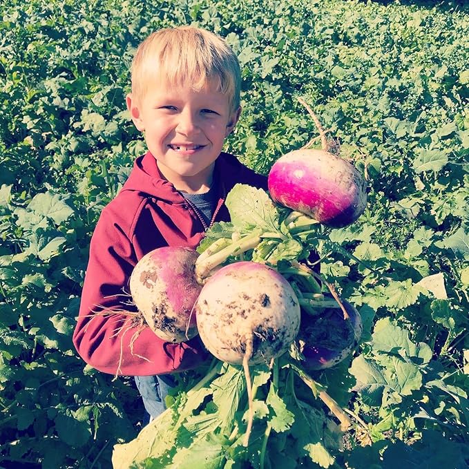 Hale Habitat &amp Seed Purple Top Turnip Food Plot Seed 5 lbs