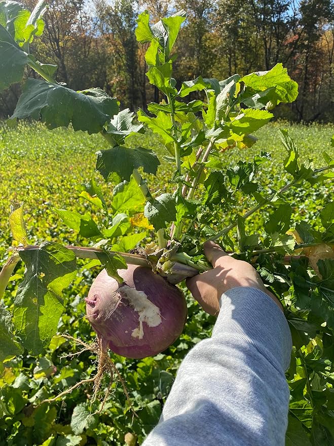 Hale Habitat &amp Seed Purple Top Turnip Food Plot Seed (50 lb Bulk)