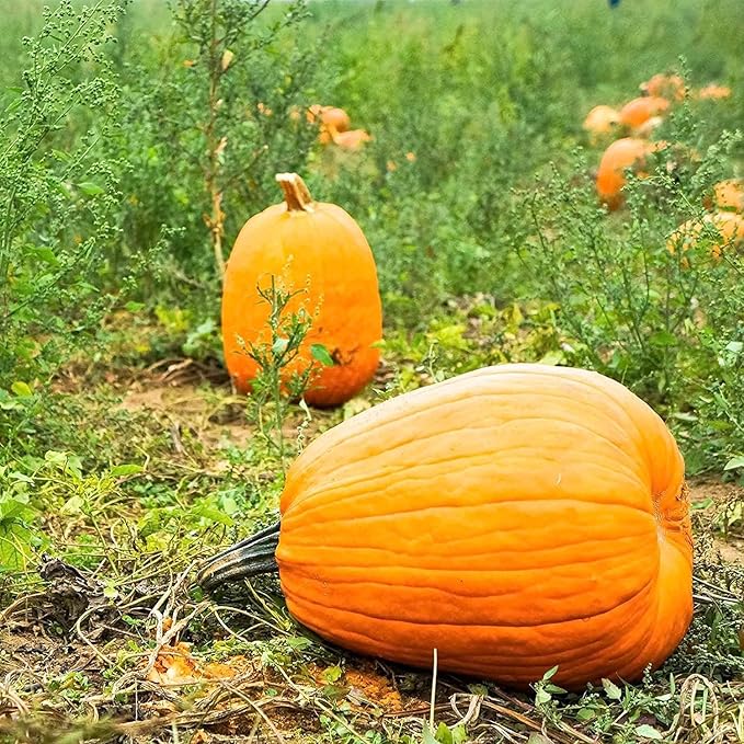 Pumpkin Garden Seeds - Jack O'Lantern Variety - 1 Lb - Non-GMO Heirloom Pumpkins - Orange - Vegetable Gardening Seeds