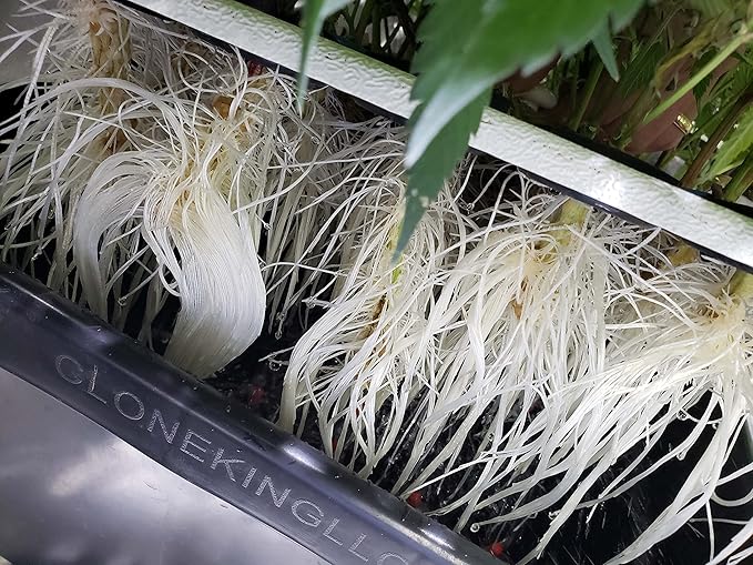 25 Site Aeroponic Cloning Machine Expect 100% Success Rates