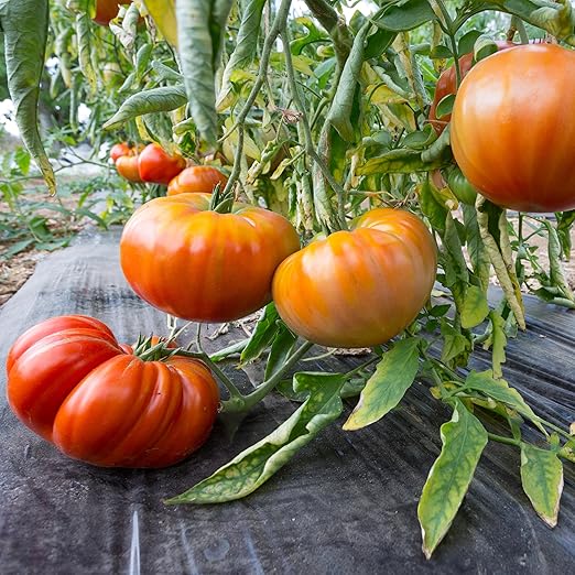 Fertilizer for Tomatoes – Large Size 3 lb Premium Organic Plant Fertilizers with Kelp – Indoor Outdoor Nutrients for Vegetables Fruits