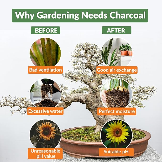 Old Potters Premium Horticultural Charcoal Chips Natural Soil Amendment for Areation and Healthy Microbe and Plant Growth. (24 Quarts)