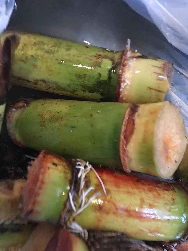 Perennial Sugarcane Root Stock Organic 4 Germinated Healthy Tropical Plants Green/Yellow