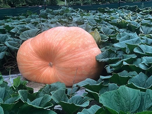 12-5-19+ High Cal Mag Vegetable Plant Marvel 5- Lb. Bag (25 Pound)