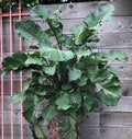50 Seeds of Perennial Purple Tree Collards - Sweet Nutritious and Resilient Perennial Brassica!