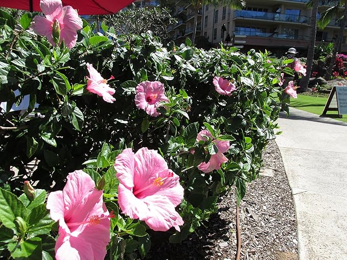 Pink Hibiscus. rosa-sinensis. Live Plant - Tropical Blooming Hibiscus Pretty Flowers Used in Tea and Juice (2 Pink Hibiscus Cups)