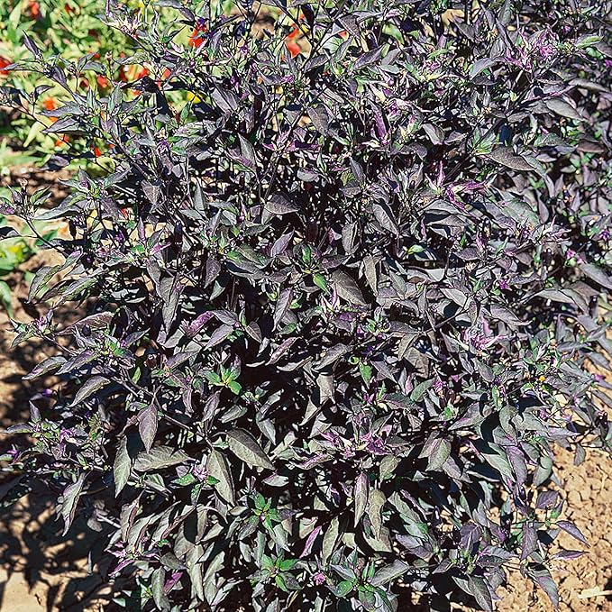 Royal Black Ornamental Hot Pepper Seeds - 4 Oz ~20000 Seeds - Non-GMO - Vegetable Garden - Capsicum annuum