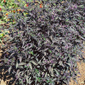 Royal Black Ornamental Hot Pepper Seeds - 1 Oz ~5000 Seeds - Non-GMO - Vegetable Garden - Capsicum annuum