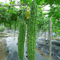 30 Bitter Gourd Bitter Gourd Calabaza Amarga Bitter Cucumber karela Nigauri Goya Ku-Gua Non-GMO Heirloom Seeds Nutritious Vegetables-QAUZUY GARDEN