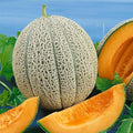 Cantaloupe Melon Garden Seeds - Hales Best Jumbo - 1 Lb - Non-GMO Heirloom Vegetable Gardening Seeds - Fruit