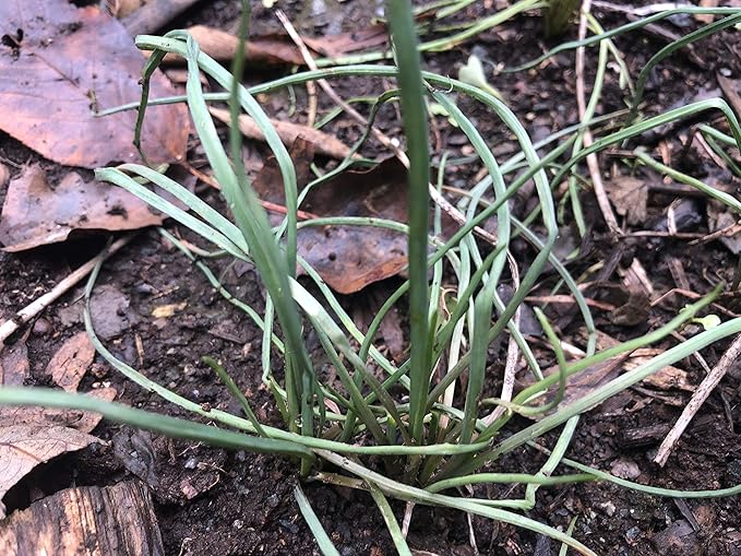 10 Starter Plants of Perennial Rakkyo Onion Allium chinense (Bare Root)