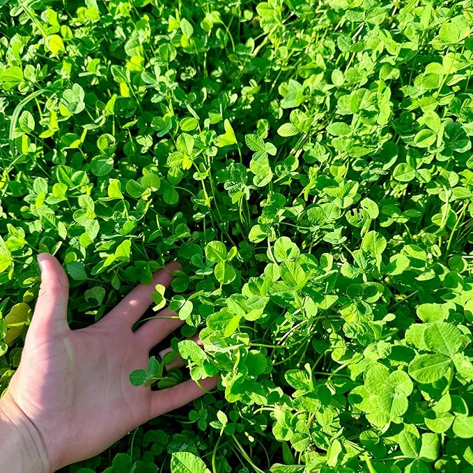 Clover Food Plot Seed for Deer and Turkeys 1/2 Acre or 3 Acre 5 Types of Clover Perennial Blend Cold Hardy Drought Tolerant Highly Palatable (1/2 Acre (3.5lbs))