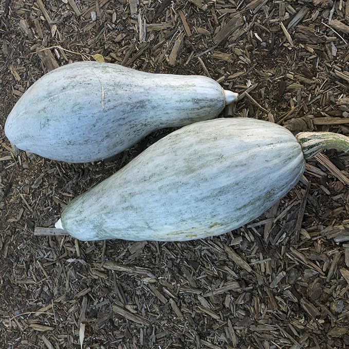 Blue Banana Winter Squash Seeds - 1 Oz ~175 Seeds - Non-GMO Heirloom - Vegetable Garden - Cucurbita Pepo