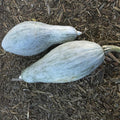 Blue Banana Winter Squash Seeds - 4 Oz ~700 Seeds - Non-GMO Heirloom - Vegetable Garden - Cucurbita Pepo
