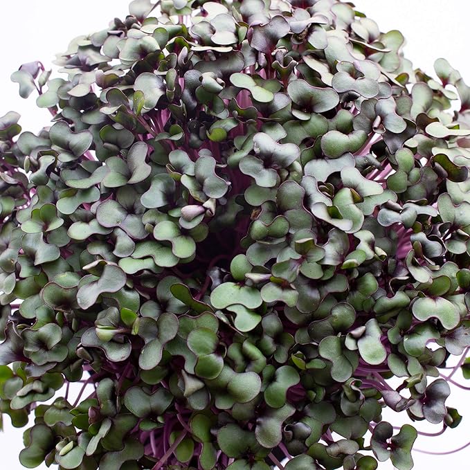 Red Cabbage Microgreens Seeds - 1 Lb ~108800 Seeds - High Germination Premium Non-GMO Seed for Growing Red Cabbage Micro Greens
