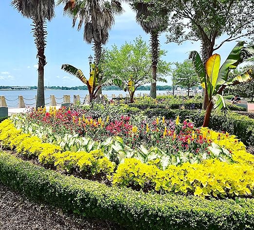 Nelson - Trees Shrubs &amp Evergreens Plant Food for In-Ground Containers &amp Patios Granular Fertilizer NutriStar 21-6-8 (25 lb.)