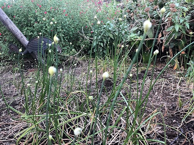 10 Starter Plants of Perennial Rakkyo Onion Allium chinense (Bare Root)