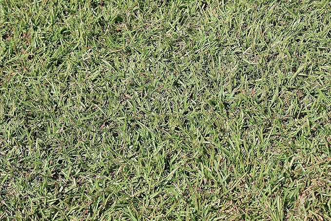 Centipede Grass Seed for a Dense Green Lawn NO Mulch 1 lb Coated Seeds Sun and Moderate Shade Tolerant Lawn Seeding and Turf Patch Repair Southern Southeast US Low Fertilizer Low Maintenance