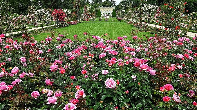 Liquid Fertilizer 16-8-4 general purpose fertilizer that provides vigorous sustained growth (1 Gallon)