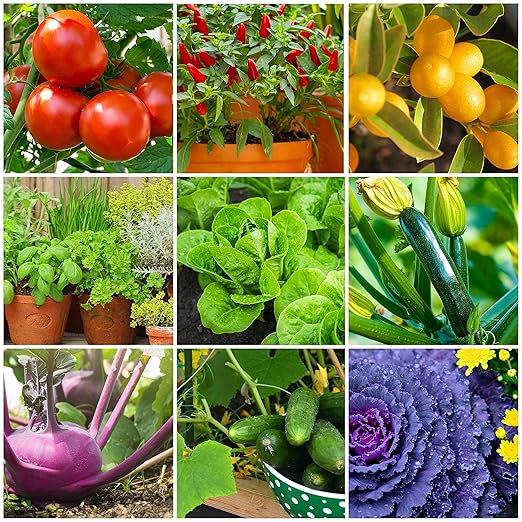 The Old Farmer's Almanac Tomato &amp Vegetable Plant Food Mini Spikes - NPK 6-4-6 for Continuous Feeding and Bountiful Harvests (72 Mini Spikes)