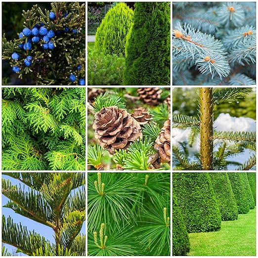 Fertilizer Spikes for Evergreen Trees &amp Shrubs (24 Spikes - 6.0 Lbs)