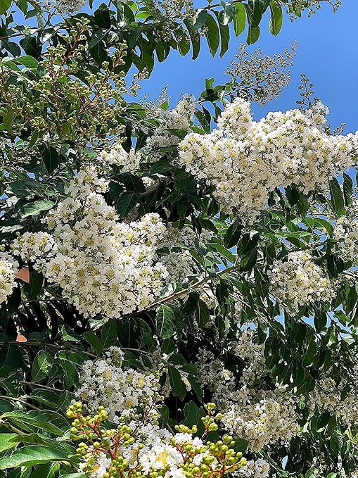 Crape Myrtle &amp All Flowering Trees Desert Willow Mimosa Orchid Tree Indoor Outdoor Container Grown Granular Fertilizer NutriStar (15 lb.)