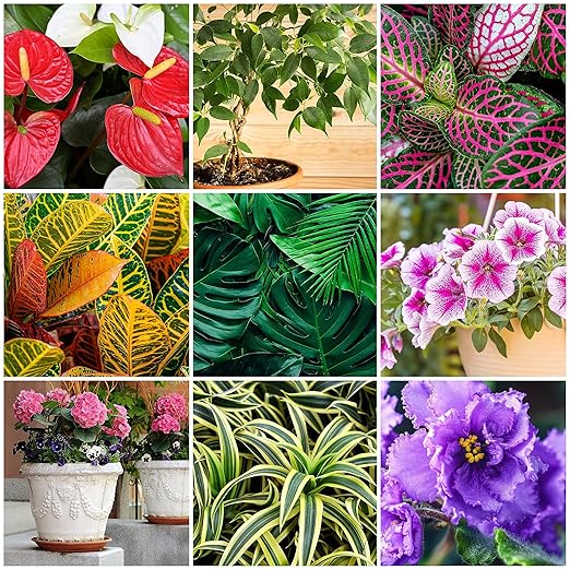 The Old Farmer's Almanac Houseplant &amp Flower Plant Food Mini Spikes - NPK 5-5-5 for Continuous Feeding and Vibrant Colors (72 Mini Spikes)