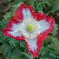 Plant Good Seed Organic Danish Flag Poppy Bulk Seeds for Planting: Heirloom Vegetable Flower and Herb Farm Grown - 900000 Seed Packet (1 Pound)