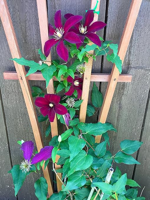 Bougainvillea Fertilizer by Nelson Plant Food