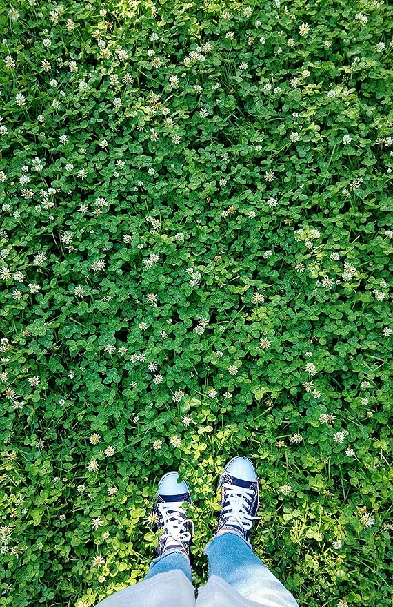 Micro Clover - (8oz) Nitro-Coated 120000 Total Seed - Covers Up to 1000 Sqft! Transform Your Lawn with Seeds that are Eco-Friendly Low Maintenance and Drought-Tolerant.