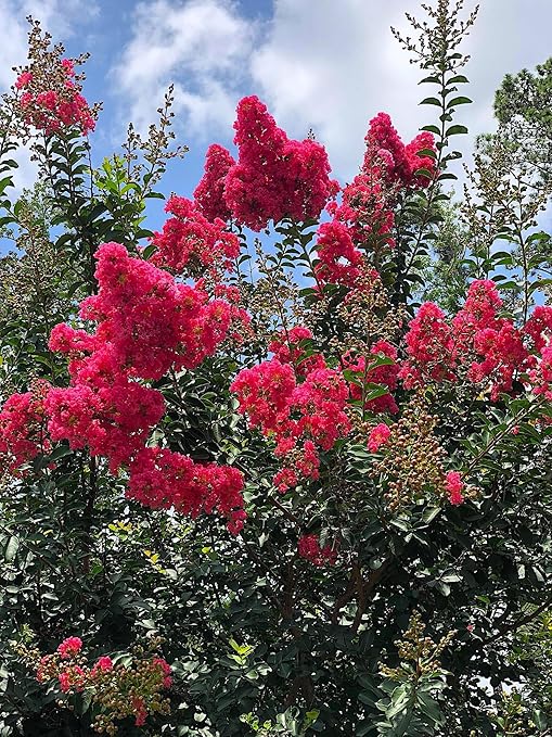 Crape Myrtle &amp All Flowering Trees Desert Willow Mimosa Orchid Tree Indoor Outdoor Container Grown Granular Fertilizer NutriStar (15 lb.)