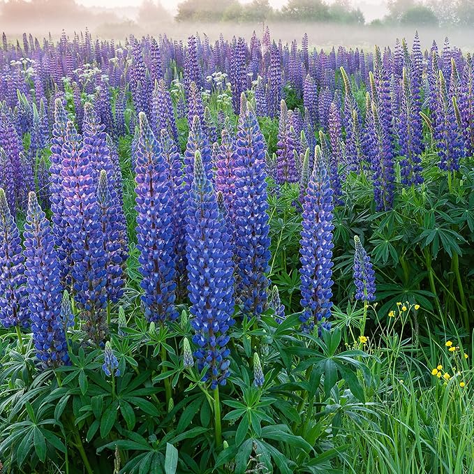 Outsidepride Wild Blue Perennial Lupine Seeds - 1 Lb. Self-Sowing Cold Hardy &amp Frost Tolerant Wildflower Seeds for Fall Planting Ideal for Attracting Pollinators &amp Hummingbirds