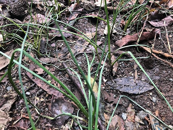 10 Starter Plants of Perennial Rakkyo Onion Allium chinense (Bare Root)