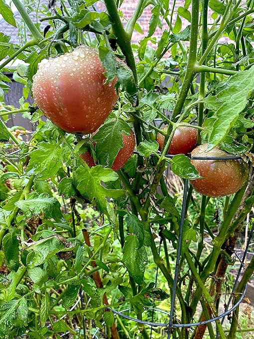 Tomato Fertilizer Organic OMRI Certified Safe Will Not Burn Indoor Outdoor Food for All Vegetables NPK 8-5-5